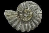 Pyritized Ammonite (Pleuroceras) Fossil - Germany #125405-1